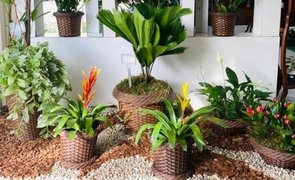 plantas para jardim de inverno