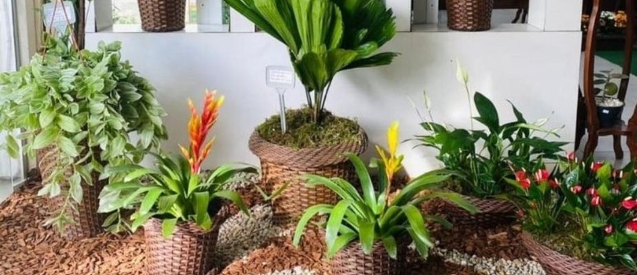 10 plantas para jardim de inverno: Dicas para um ambiente sofisticado! 10 plantas para jardim de inverno: Dicas para um ambiente sofisticado!