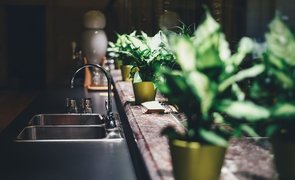 plantas em casa