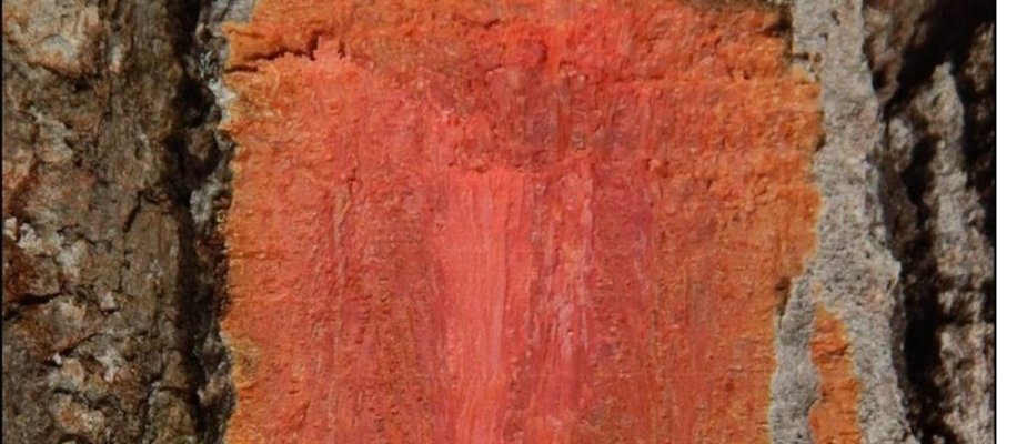 Peroba Rosa: Descubra a beleza e a versatilidade de um clássico da madeira! Peroba Rosa: Descubra a beleza e a versatilidade de um clássico da madeira!